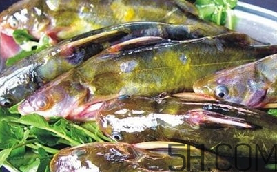 黃骨魚是發(fā)物嗎？黃骨魚是什么魚？