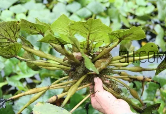 菱角好吃嗎？菱角長在什么地方
