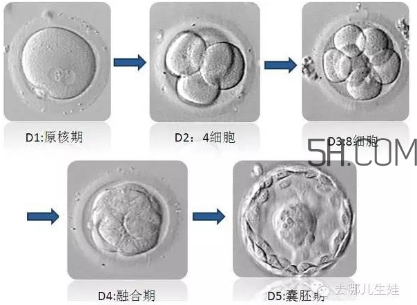 試管嬰兒有什么風險？試管嬰兒長大后的弊端