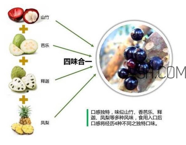 嘉寶果怎么吃？嘉寶果什么時(shí)候種植
