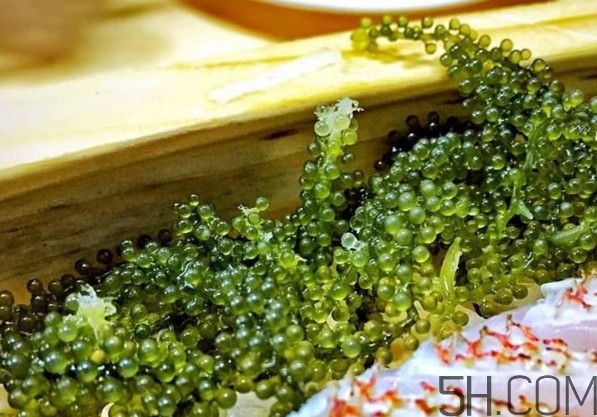 海葡萄有什么功效？海葡萄人工養(yǎng)殖條件