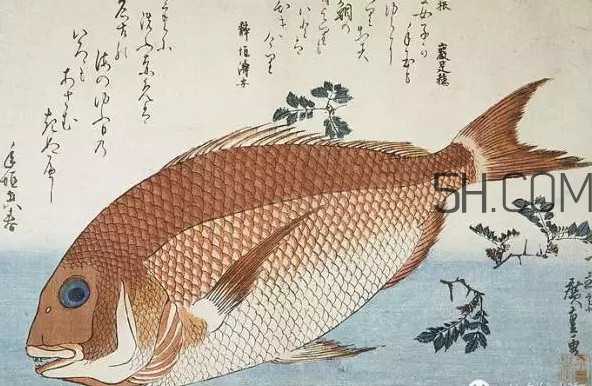 鯛魚是什么魚？鯛魚是什么樣子的