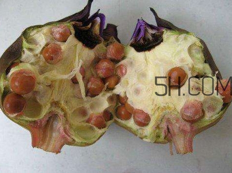 芡實有什么作用？芡實是哪里的特產(chǎn)