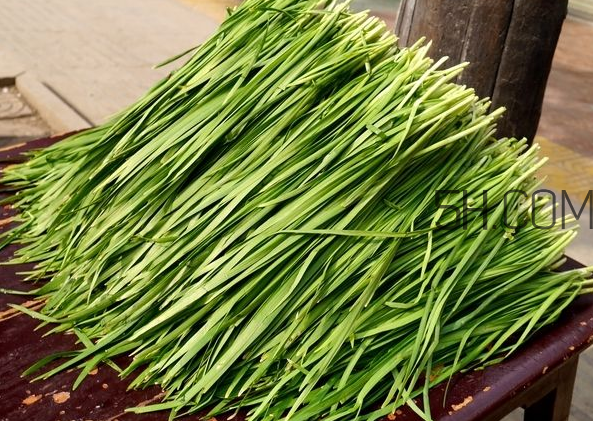 立秋后可以種韭菜嗎？怎樣種韭菜？