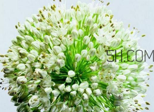 什么人不能吃韭菜花？肝火旺可以吃韭菜嗎？