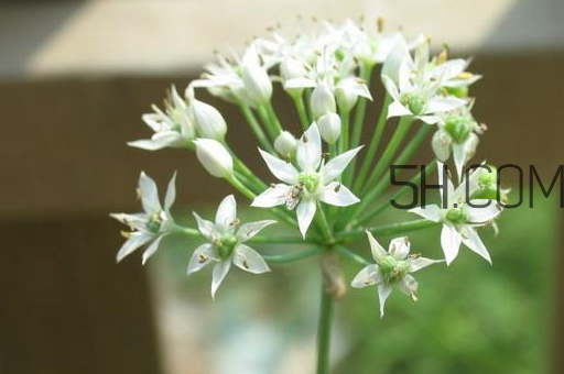 什么人不能吃韭菜花？肝火旺可以吃韭菜嗎？