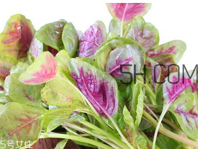 上火能吃咸莧菜嗎？寶寶能吃莧菜嗎？