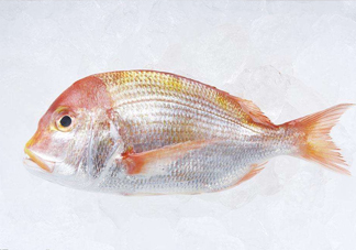 鯛魚是什么魚？鯛魚是什么樣子的