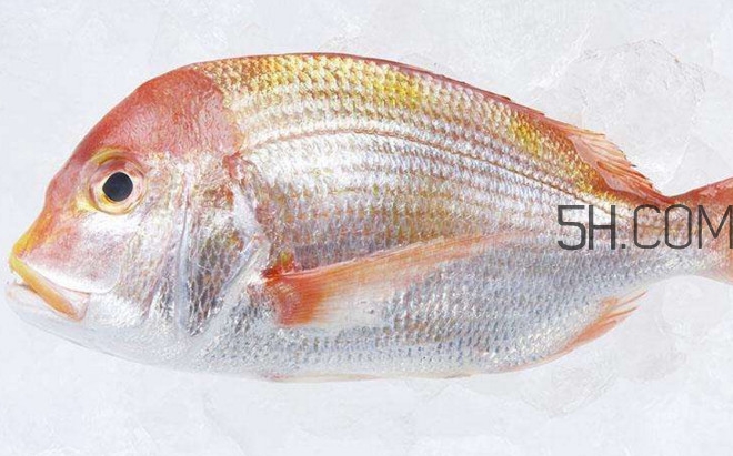 鯛魚是什么魚？鯛魚是什么樣子的