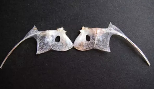 鯛魚多少錢一斤？鯛魚魚骨有什么營養(yǎng)價值