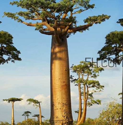 猴面包樹和面包樹是同一種植物嗎？猴面包樹能在北方種植嗎