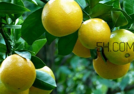 皇帝柑是哪里的特產(chǎn)？皇帝柑是熱性還是涼性？