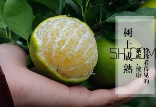 皇帝柑是橘子嗎？皇帝柑怎么保存