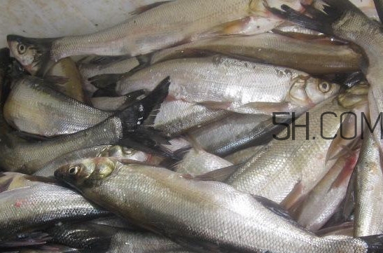 刁子魚是淡水魚嗎？刁子魚怎么釣
