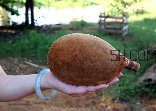 猴面包樹和面包樹是同一種植物嗎？猴面包樹能在北方種植嗎
