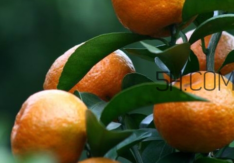 皇帝柑是哪里的特產(chǎn)？皇帝柑是熱性還是涼性？