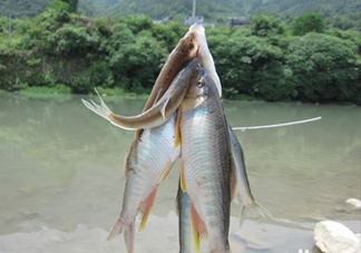 刁子魚怎么挑選？刁子魚怎么做好吃