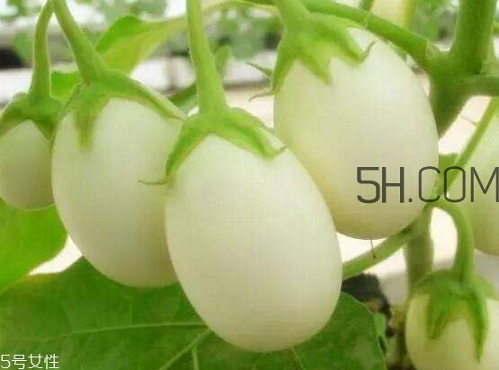 蛋樹可以種植嗎？蛋樹苗哪里可以買到