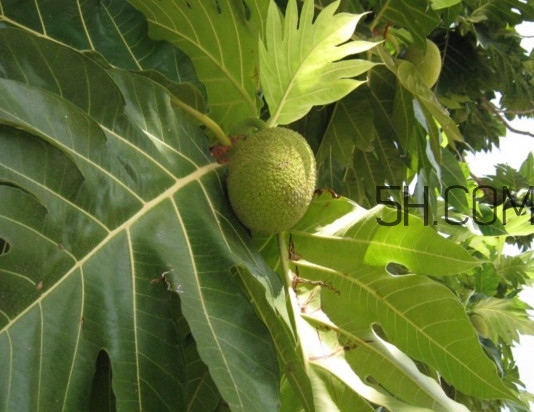 猴面包樹和面包樹是同一種植物嗎？猴面包樹能在北方種植嗎