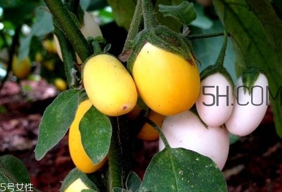 蛋樹(shù)果實(shí)可以吃嗎？蛋樹(shù)長(zhǎng)什么樣