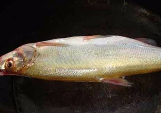 刁子魚是什么魚？刁子魚是翹嘴鲌嗎
