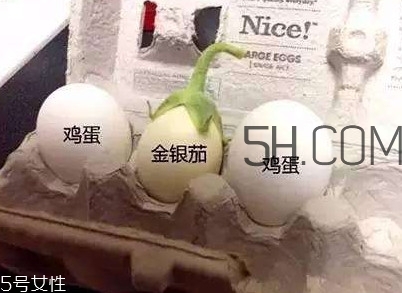 蛋樹可以種植嗎？蛋樹苗哪里可以買到