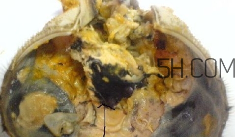 螃蟹的屎在哪里？螃蟹的屎和蟹黃怎么分辨？