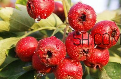 臨產(chǎn)前可以吃山楂嗎？臨產(chǎn)前吃什么有助于順產(chǎn)？