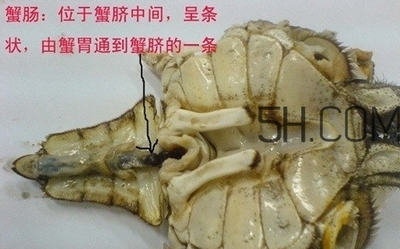 螃蟹的屎在哪里？螃蟹的屎和蟹黃怎么分辨？