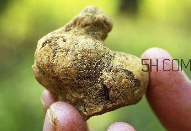 白松露是什么？白松露的功效與作用