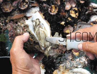 海蠣子壯陽嗎？海蠣子有寄生蟲嗎