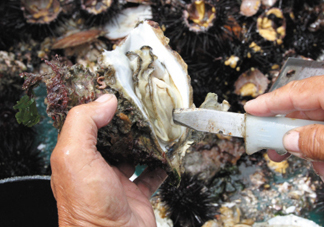 海蠣子壯陽嗎？海蠣子有寄生蟲嗎