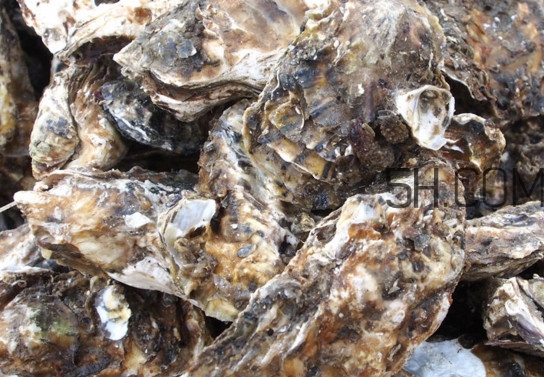 海蠣怎么做好吃？海蠣是怎么生長(zhǎng)出來的