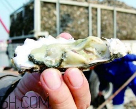 海蠣子是寒性的嗎？海蠣子是蒸還是煮好吃
