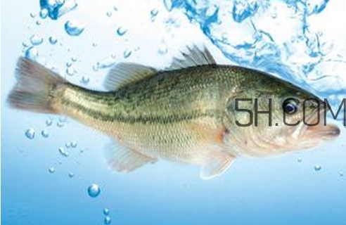 黃金鱸魚是什么品種？黃金鱸魚多少錢一斤