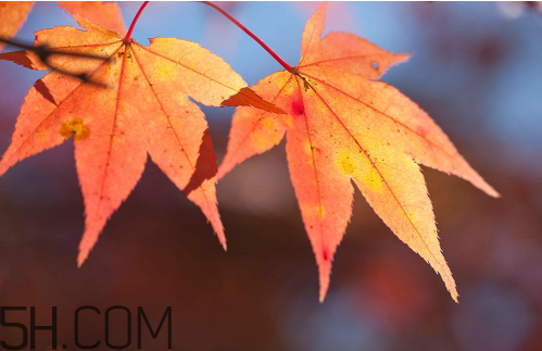 秋天犯困頭暈怎么辦？秋天吃什么補(bǔ)身體？