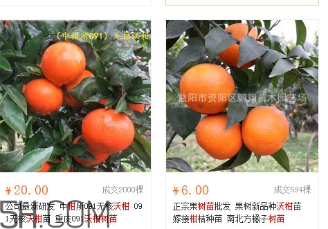 沃柑苗多少錢一株？沃柑為何叫晚熟大王