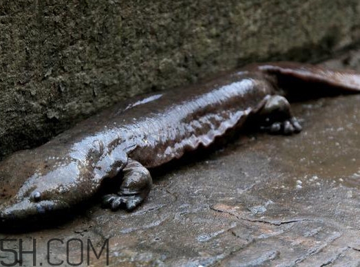 娃娃魚(yú)可以吃嗎？娃娃魚(yú)有靈性嗎