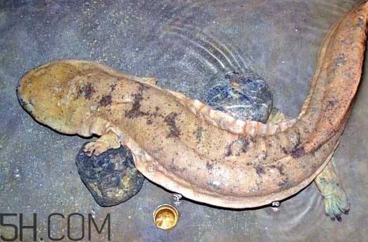 娃娃魚吃什么？娃娃魚是國家?guī)准壉Ｗo動物