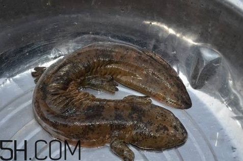 娃娃魚是魚嗎？娃娃魚買賣違法嗎？