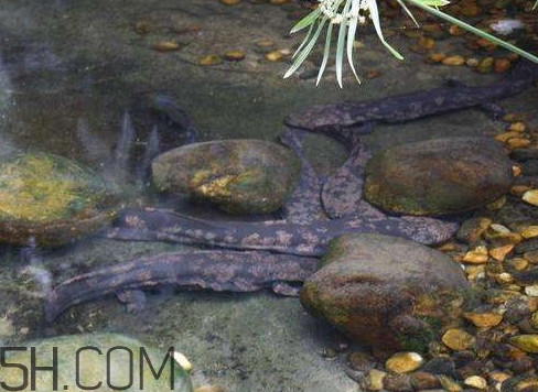 野生娃娃魚和養(yǎng)殖娃娃魚有什么區(qū)別？娃娃魚有毒嗎