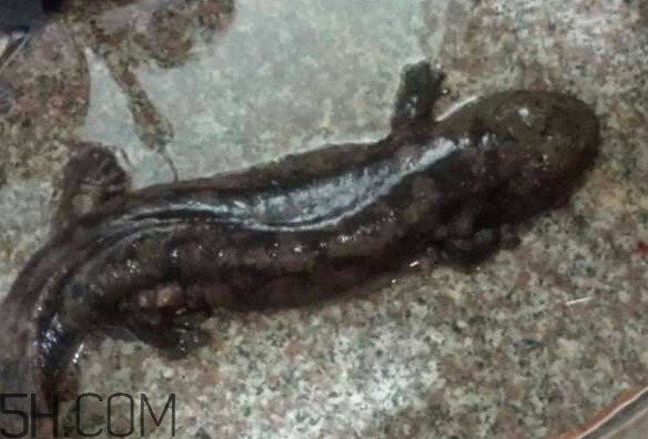 娃娃魚什么時(shí)候會(huì)叫？娃娃魚為什么叫娃娃魚