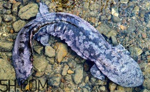 娃娃魚是魚嗎？娃娃魚買賣違法嗎？