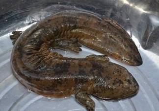 娃娃魚是魚嗎？娃娃魚買賣違法嗎？