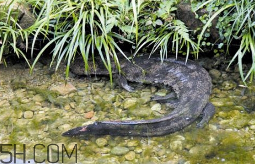 娃娃魚(yú)可以吃嗎？娃娃魚(yú)有靈性嗎