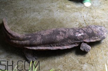 娃娃魚(yú)是卵生還是胎生？娃娃魚(yú)能在陸地上生活嗎