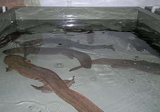 娃娃魚什么時(shí)候會(huì)叫？娃娃魚為什么叫娃娃魚