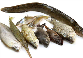 沒有魚刺的魚是哪種魚？如何挑選魚？