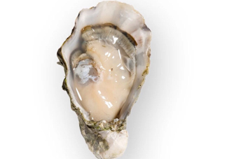 海蠣子是發(fā)物嗎？海蠣子什么人不能吃