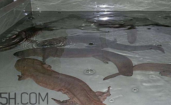 娃娃魚什么時(shí)候會(huì)叫？娃娃魚為什么叫娃娃魚